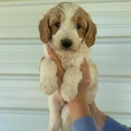 Cookie Dough - Parti male Goldendoodle puppy in Kenansville, North Carolina from J+A Family Doodles