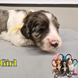 Yellow Girl - Merle female Bernedoodle puppy in Enfield, Connecticut from Sweet Connecticut Doodles