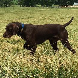 German Wirehaired Pointers and Pudelpointers from Ripsnorter Kennels