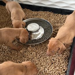 Vizsla Puppies from Firestone Vizslas