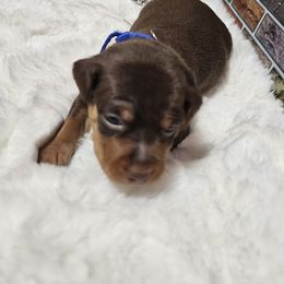 Stevie - Chocolate and rust male Miniature Pinscher puppy in Baton Rouge, Louisiana from Pike's Pups