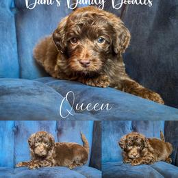 Queen - Brown and white female Aussiedoodle puppy in Roebuck, South Carolina from Dani's Dandy Doodles