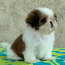 Kissy - Red and white female Shih Tzu puppy in Central, California from Ling Ling’s Shih Tzu