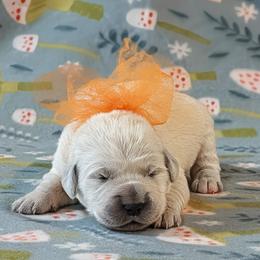 Crystal - Light golden female Golden Retriever puppy in Falcon, Missouri from Edge Farm LLC