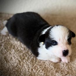 Kissey Kate - Black and white female Cardigan Welsh Corgi puppy in Omaha, Arkansas from DnD Corgis