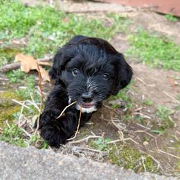 Lucy - Black female Bernedoodle puppy in Wamego, Kansas from Doodles of Oz