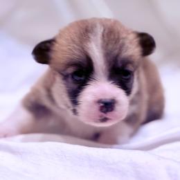Vesper - Red female Pembroke Welsh Corgi puppy in Inola, Oklahoma from Pine Lane Pembrokes