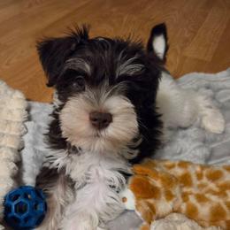 Alastor - Parti male Miniature Schnauzer puppy in Graham, Washington from Olivia's Miniature Schnauzer's