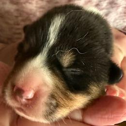 Cali - Black and tan female Pembroke Welsh Corgi puppy in Riverside, California from Four Aces Corgis