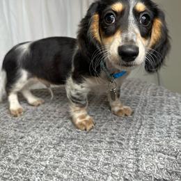 Rufus - Dachshund