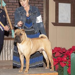 Chinese Shar-Pei from Hannaggin Shar Pei