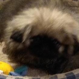 Pekingese from Con-Lea Pekingese kennel