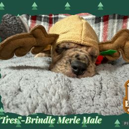 Tres - Merle male Great Dane puppy in White City, Kansas from Southwind Great Danes
