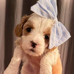 Sleepy - Parti female Goldendoodle puppy in Bradenton, Florida from Christianna’s Mini Goldendoodles