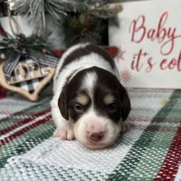 Spice - Piebald male Dachshund puppy in Cherry Valley, California from Sugar and Spice Dachshunds
