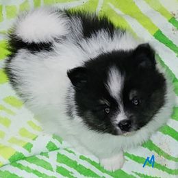 Boy 2 - Black and tan male Pomeranian puppy in Turnersville, New Jersey from MK Exquisite Poms