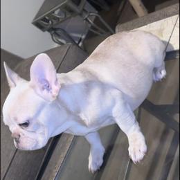 Daisy - Cream female French Bulldog puppy in Cleveland, Ohio from Diondre's French Bulldogs