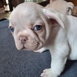 Blue - Blue fawn male French Bulldog puppy in Cañon City, Colorado from Terri Geiser-Gilchrist