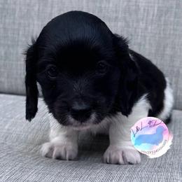 Boy 2 - Piebald male Dachshund puppy in Houston, Texas from L&L 4D Dancer’s Dachshunds