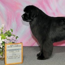 Newfoundlands from Faithful Acres Newfs