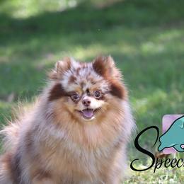 Piper - Pomeranian