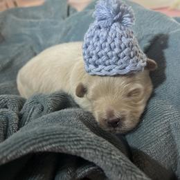 Boy 1 - Cafe au lait male Maltipoo puppy in Stockton, California from PrissyPawz