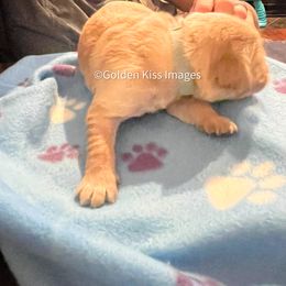 Golden Retriever Puppies from Golden Kiss Retrievers