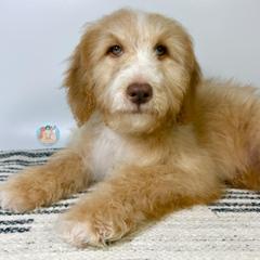 Skye - Apricot female Double Doodle puppy in Southwest Ranches, Florida from Dandy Doodle Ranch