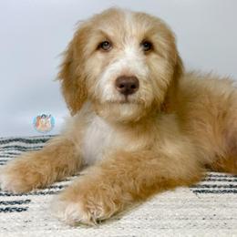 Skye - Apricot female Double Doodle puppy in Southwest Ranches, Florida from Dandy Doodle Ranch