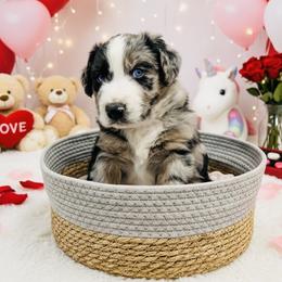 Blue Merle - Blue merle male Aussiedoodle puppy in Oklahoma City, Oklahoma from Royal Paw Aussiedoodles