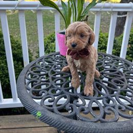 Sam - Apricot male Goldendoodle puppy in Mint Hill, North Carolina from DoodleForever