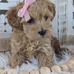 Khloe - Female 3 - Apricot female Havapoo puppy in Burlington, Iowa from River View Puppies