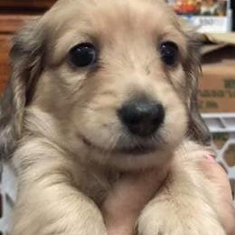 Dachshunds from Loving Mini Dachshunds