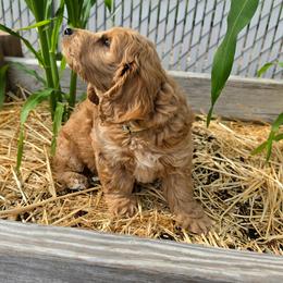 Leo - Apricot male Goldendoodle puppy in Syracuse, Utah from Just Doodling Dogs