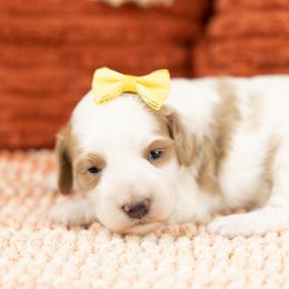 Cockapoo Puppies from Firm Foundation Cockapoos