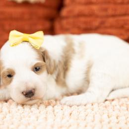 Cockapoo Puppies from Firm Foundation Cockapoos