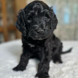 Sam - Black male Goldendoodle puppy in Osage City, Kansas from Golden Ridge Goldens