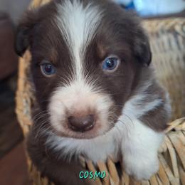 COSMO- rtm - Red tri-color male Australian Shepherd puppy in Salem, Arkansas from Patchwork Kennels