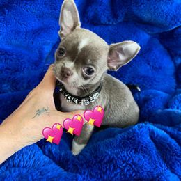 Chihuahua puppies from Arizona Dream Chihuahuas