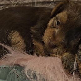 Yorkshire Terriers from Amy's Yorkshire Terriers