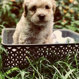 Ausm Labradoodles breeder of Australian Labradoodle