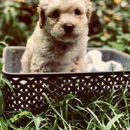 Ausm Labradoodles breeder of Australian Labradoodle