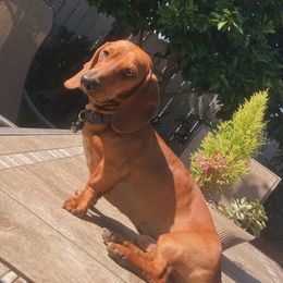 Razo - Dachshund
