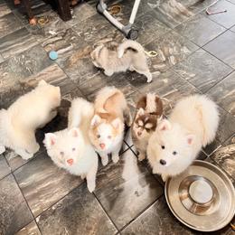 Pomsky Puppies from Blue Heaven Pomsky
