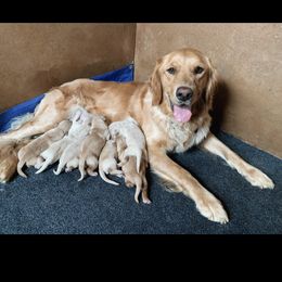 Golden Retrievers from HS Goldens