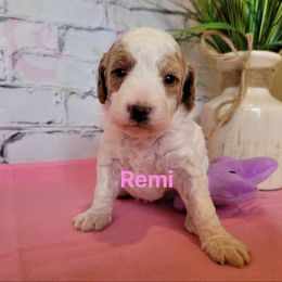 Cavapoo Puppies from Danielle Perkins's Cavapoos
