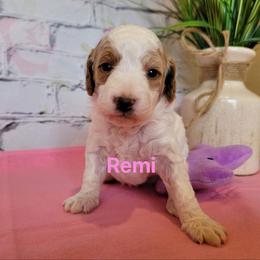 Cavapoo Puppies from Danielle Perkins's Cavapoos