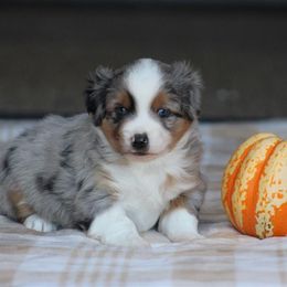 Kale - Blue merle male Miniature Australian Shepherd puppy in Circleville, Utah from Canyon Creek Aussies