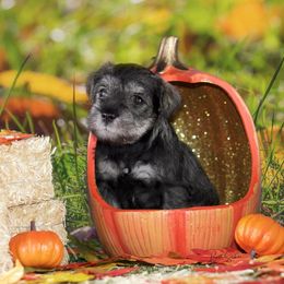 Miniature Schnauzer Puppies from King’s Miniature Schnauzers