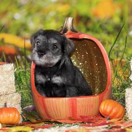 Miniature Schnauzer Puppies from King’s Miniature Schnauzers